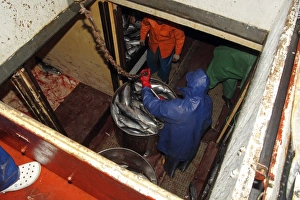 Caught Prints: Tuna fishermen with catch in hold of boat