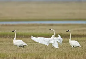 Alaskan Prints: Tundra Swan (Cygnus columbianus columbianus) three adults