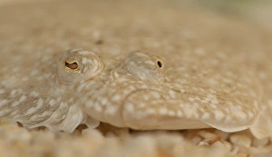 Turbot (Scophthalmus maximus) adult, close-up of head, camouflaged on gravel, The Wash, Lincolnshire, England, March