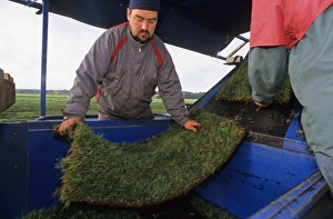 Cultivate Prints: Turf Grass (Graminae sp. ) crop, machine cutting lawn turfs, workers with turf, Sweden