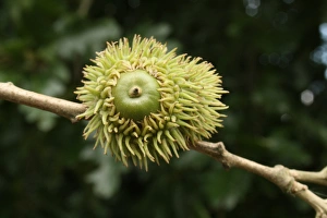 Deciduous Prints: Turkey Oak (Quercus cerris) close-up of acorn