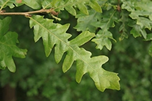 Leaves Prints: Turkey Oak (Quercus cerris) close-up of leaves