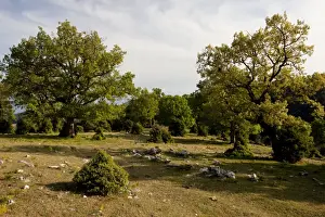 Oaks Prints: Turkey Oak (Quercus cerris), Downy Oak (Quercus pubescens) and Juniper (Juniperus sp)