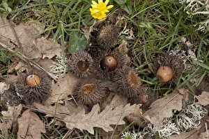 Oaks Prints: Turkey Oak (Quercus cerris) fallen acorns, cups and leaves, Greece, April