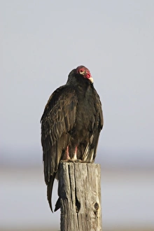 Florida Prints: Turkey Vulture (Cathartes aura) adult, standing on post, Lake Kissimmee, Florida, U. S. A