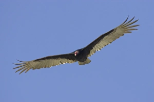 Florida Prints: Turkey Vulture (Cathartes aura) adult, in flight, Lake Kissimmee, Florida, U. S. A