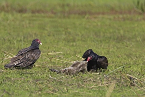 Remains Prints: Turkey Vulture (Cathartes aura) two adults