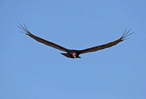 Turkey Vulture (Cathartes aura aura) adult, in flight, La Belen, Camaguey Province, Cuba, March