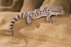 Turkish Gecko (Hemidactylus turcicus) adult, resting on sandstone rock, Italy, august