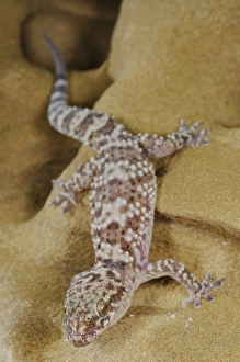 Turkish Gecko (Hemidactylus turcicus) adult, climbing on sandstone rock, Italy, august