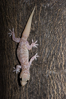 Turkish Gecko (Hemidactylus turcicus) adult, descending tree trunk, Kos, Greece, may