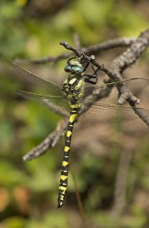 Middle East Prints: Turkish Goldenring (Cordulegaster picta) adult