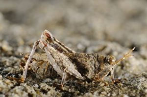 Grasshopper Prints: Turks Groundhopper (Tetrix tuerki) adult, Italy, august