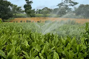 Irrigation Prints: Turmeric (Curcuma longa) crop, with irrigator system watering field