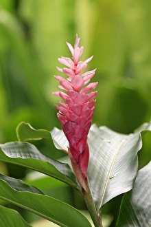 Borneo Prints: Turmeric (Curcuma longa) flowering, Kota Kinabalu, Sabah, Borneo, Malaysia