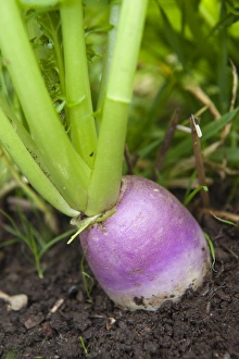 Root Vegetable Prints: Turnip (Brassica rapa var. rapa) bulbous taproot, growing in field, England, september