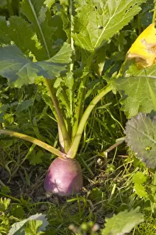 Root Vegetable Prints: Turnip (Brassica rapa var. rapa) close-up of mature fodder plant growing in field