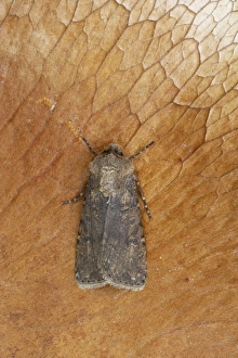 Noctuids Prints: Turnip Moth (Agrotis segetum) adult, Essex, England