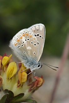 Blue Prints: Turquoise Blue (Plebicula dorylas) adult male