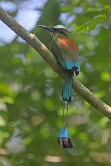 Costa Rican Prints: Turquoise-browed Motmot (Eumomota superciliosa) adult