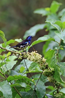 Tanagers Prints: Turquoise Tanager (Tangara mexicana) adult