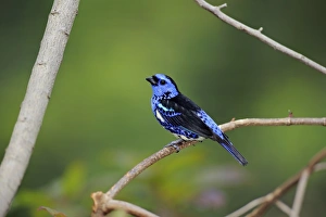 Tanagers Prints: Turquoise Tanager (Tangara mexicana) adult male, perched on twig (captive)