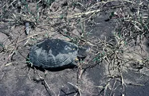 Turtle (Terrapin) Helmeted (Pelomedusa subrufa) walking on muddy groung