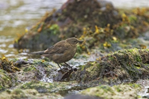 Subantarctic Prints: Tussac-bird (Cinclodes antarcticus) adult