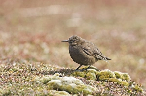 Tussac-bird (Cinclodes antarcticus) adult, standing on ground, Sea Lion Island, Falkland Islands, november