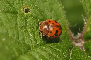 Ladybird Prints: Twentyfour-spot Ladybird (Subcoccinella vigintiquattuorpunctata) adult