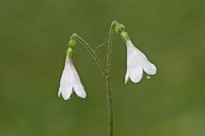 Perennials Prints: Twinflower (Linnaea borealis) flowering, England, may