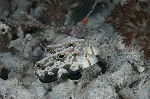 West Papua Prints: Twinspot Goby (Signigobius biocellatus) adult pair