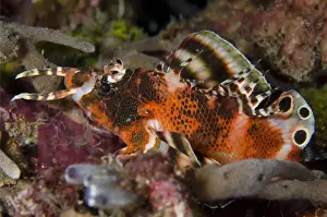 Komodo Prints: Twinspot Lionfish (Dendrochirus biocellatus) adult