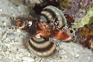 Twinspot Lionfish (Dendrochirus biocellatus) adult, swimming, Tatawa Besar Island, near Komodo Island, Komodo N. P