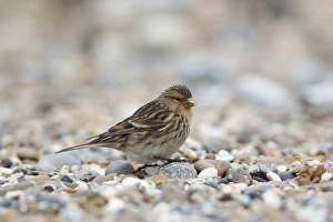 Twite (Acanthis flavirostris) adult, feeding on shingle beach, Suffolk, England, march