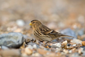 Twite (Acanthis flavirostris) adult, winter plumage, feeding on shingle beach, Suffolk, England, november