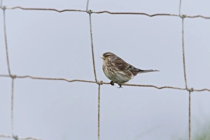 Twite (Acanthis flavirostris) adult male, breeding plumage, perched on wire fence, Sumburgh Head RSPB Reserve