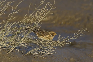 Marshlands Prints: Twite (Acanthis flavirostris) adult male