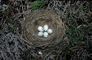 Twite Prints: Twite (Acanthis flavirostris) Eggs in nest