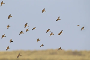Flock Prints: Twite (Acanthis flavirostris) flock