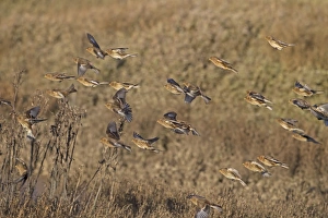 Flock Prints: Twite (Acanthis flavirostris) flock
