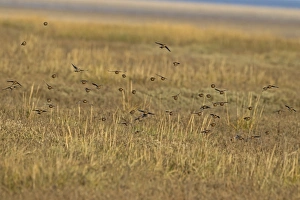 Twite (Acanthis flavirostris) flock, non-breeding plumage, in flight over saltmarsh, Norfolk, England, December