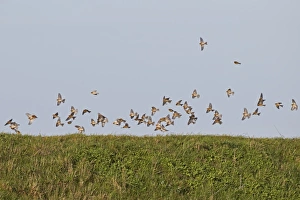 Twite (Acanthis flavirostris) flock, non-breeding plumage, in flight over sea wall, Norfolk, England, January