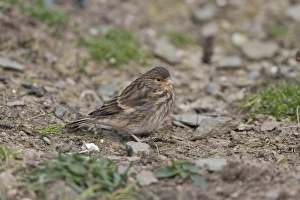 Shetland Prints: Twite (Acanthis flavirostris) juvenile