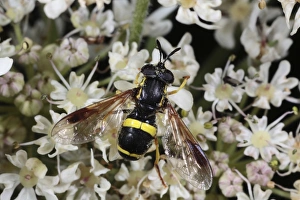 Hogweeds Prints: Two-banded Hoverfly (Chrysotoxum bicinctum) adult
