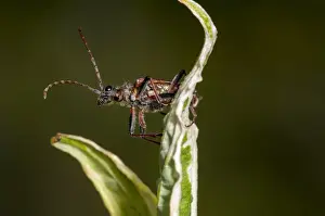 Leaves Prints: Two-banded Longhorn Beetle (Rhagium bifasciatum) adult