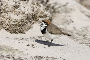 Plovers Prints: Two-banded Plover (Charadrius falklandicus) adult