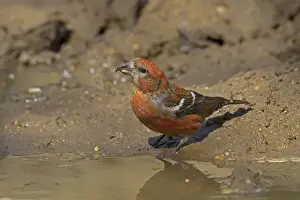 Drinking Prints: Two-barred Crossbill (Loxia leucoptera) adult male