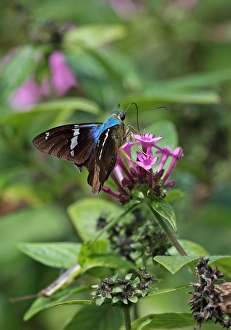 Rainforest Prints: Two-barred Flasher (Astraptes fulgerator) adult