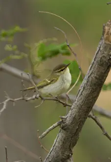 Leaf Warblers Prints: Two-barred Greenish Warbler (Phylloscopus plumbeitarsus) adult